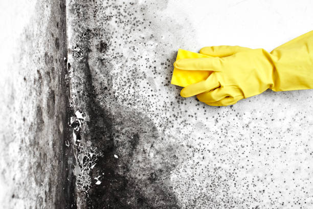 Best Toxic Mold Removal  in Thorsby, AL