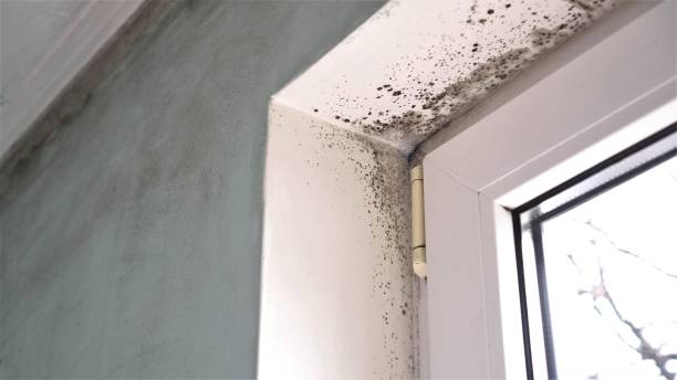 Best Same-Day Mold Removal  in Thorsby, AL