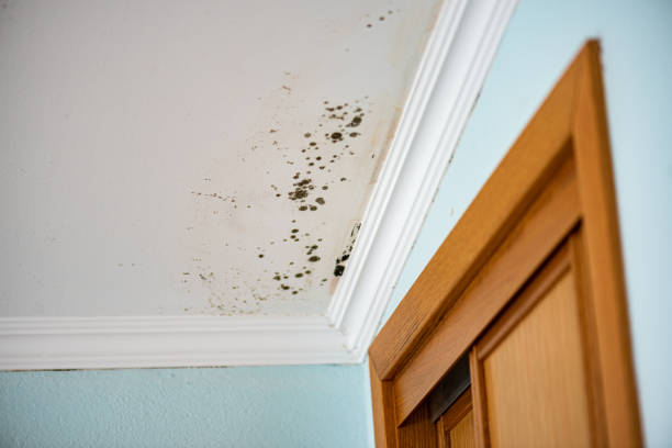 Best Certified Mold Removal  in Thorsby, AL